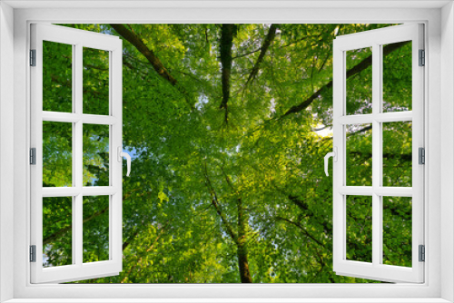 Fototapeta Naklejka Na Ścianę Okno 3D - A great view up into the trees direction sky in may, Germany
