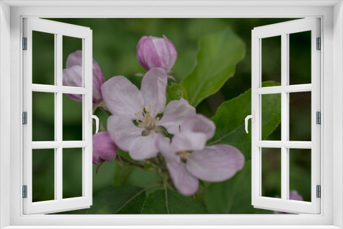 Fototapeta Naklejka Na Ścianę Okno 3D - Apple blossom on apple tree. Close-up.