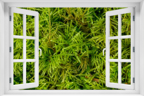 Fototapeta Naklejka Na Ścianę Okno 3D - Lush feathery green moss growing in a woodland environment, as a textured nature background
