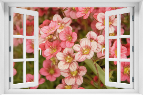 Fototapeta Naklejka Na Ścianę Okno 3D - Rosen Steinbrech- saxifraga rosacea