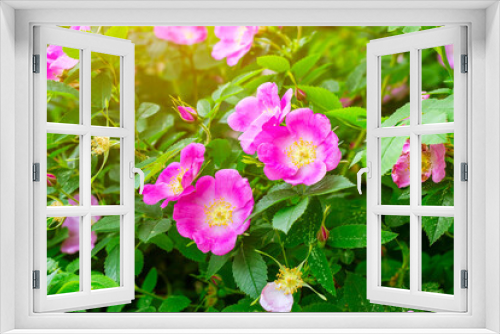 Fototapeta Naklejka Na Ścianę Okno 3D - Soft fresh wild light pink dog-rose (briar, brier, eglantine, canker-rose) flower on bright green leaves background in the garden in spring on a sunny day.