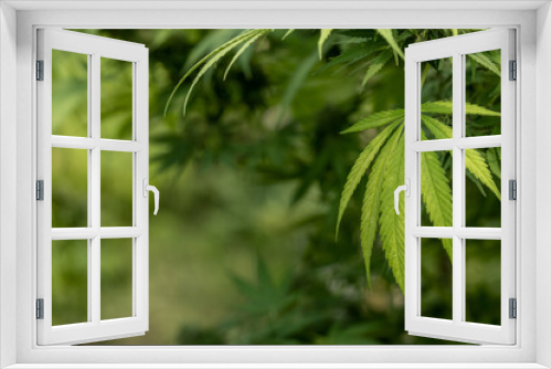 Fototapeta Naklejka Na Ścianę Okno 3D - Marijuana or Cannabis Leaf background, Growing organic cannabis background herb on the farm, Cannabis leaves of a plant.