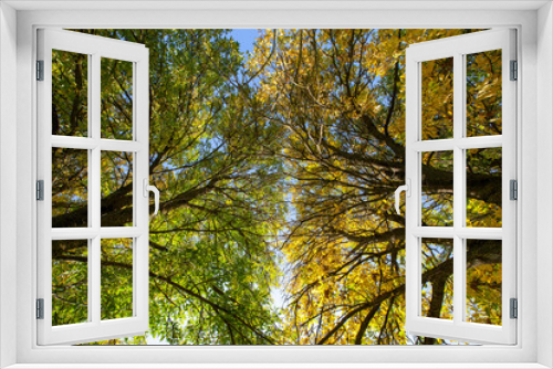 Fototapeta Naklejka Na Ścianę Okno 3D - foliage of trees in the park in the autumn season