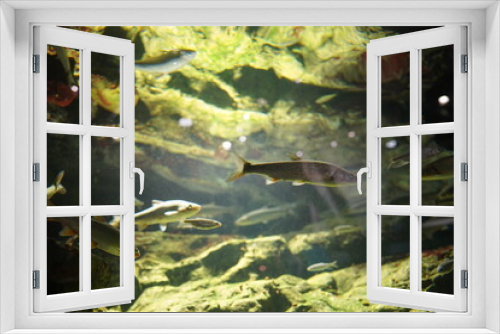 Fototapeta Naklejka Na Ścianę Okno 3D - 川の魚
