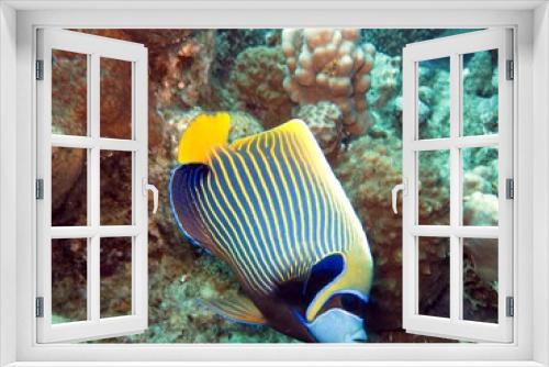 Fototapeta Naklejka Na Ścianę Okno 3D - Emperor angel fish