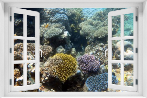 Fototapeta Naklejka Na Ścianę Okno 3D - red sea fish and coral reef