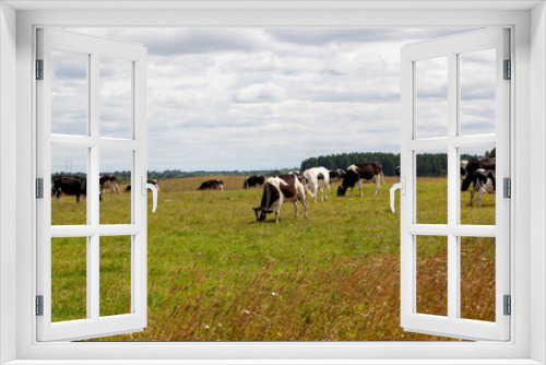 Fototapeta Naklejka Na Ścianę Okno 3D - grazing a herd of cows in a field with green grass in summer