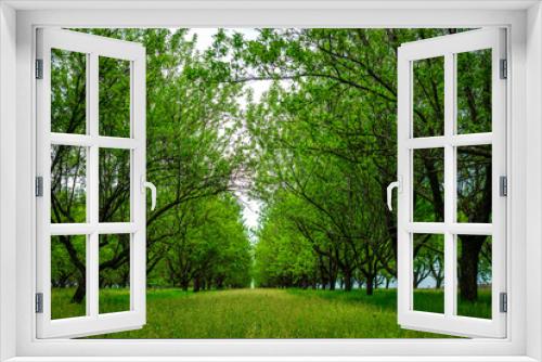 Fototapeta Naklejka Na Ścianę Okno 3D - Row of Beautiful blooming of decorative apple and  fruit trees. Agriculture, morning, Seasonal background. Flowering orchard in spring time. Scenic image of trees in dramatic garden. Beauty of earth, 