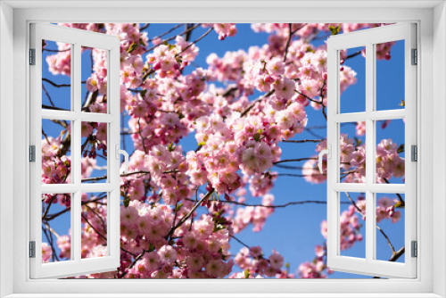 Fototapeta Naklejka Na Ścianę Okno 3D - Cherry blossom or sakura in springtime over blue sky
