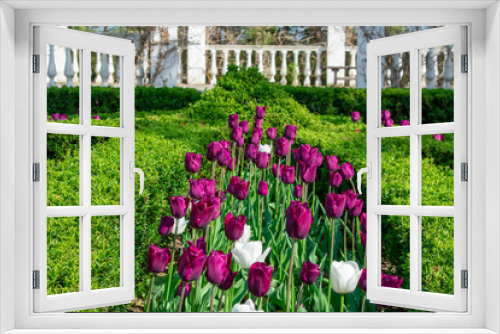 Fototapeta Naklejka Na Ścianę Okno 3D - Many violet or purple and red and white tulips. Side view. Field of tulips in park. Springtime in garden.