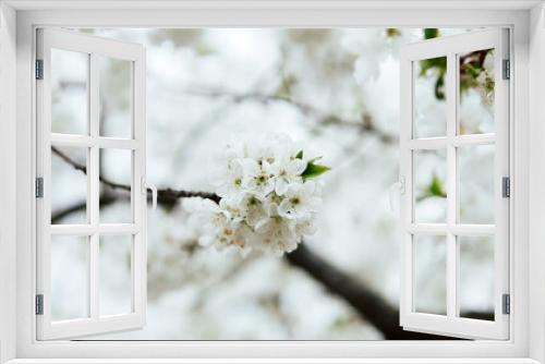 Fototapeta Naklejka Na Ścianę Okno 3D - Spring blossoms