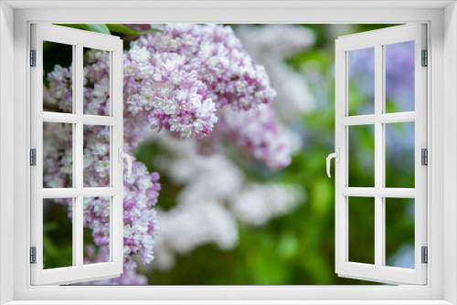 Fototapeta Naklejka Na Ścianę Okno 3D - blooming lilac brunch