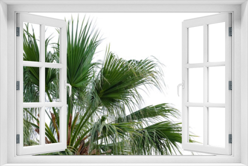 Fototapeta Naklejka Na Ścianę Okno 3D - Big green tropical palm outdoors