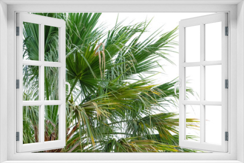 Fototapeta Naklejka Na Ścianę Okno 3D - Big green tropical palm outdoors