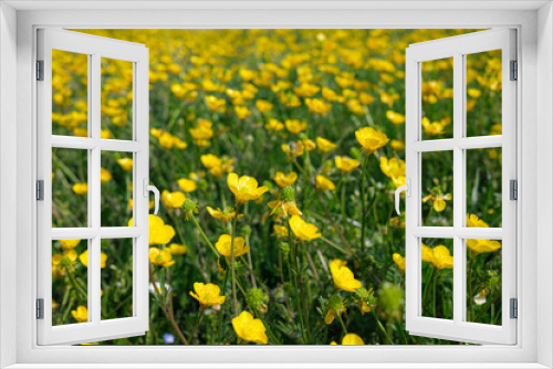 Fototapeta Naklejka Na Ścianę Okno 3D - big field of yellow dandelions, late spring