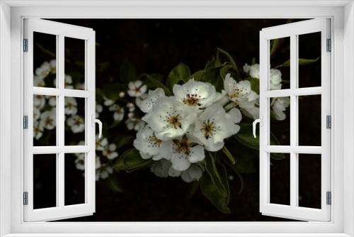 Fototapeta Naklejka Na Ścianę Okno 3D - Jabłoń