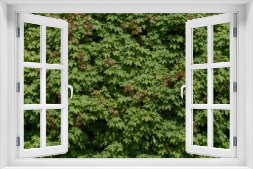 Fototapeta Naklejka Na Ścianę Okno 3D - green foliage of maple tree at spring