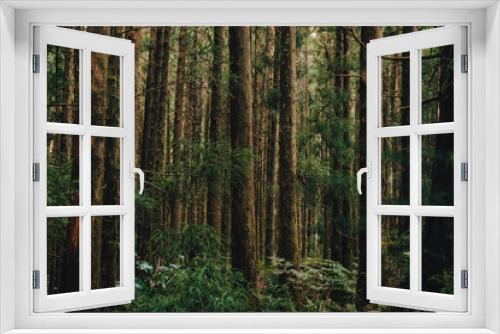Fototapeta Naklejka Na Ścianę Okno 3D - Cryptomeria Japonica trees ins São Miguel Island - Azores - Portugal