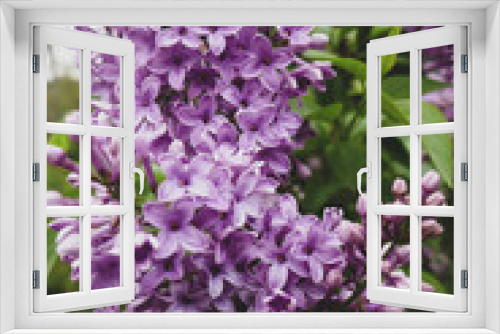 Fototapeta Naklejka Na Ścianę Okno 3D - Beautiful lilac blossoms in spring. Purple lilac, bushes in the park.