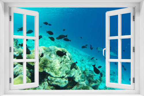 Fototapeta Naklejka Na Ścianę Okno 3D - Underwater in the Indian Ocean. Coral reefs and their inhabitants. Azure clear water. Turquoise blue background.