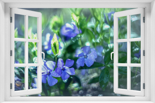 Fototapeta Naklejka Na Ścianę Okno 3D - Niebieskie kwiatki na łące