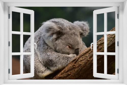 Fototapeta Naklejka Na Ścianę Okno 3D - Koala