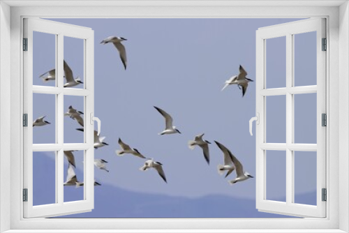 Fototapeta Naklejka Na Ścianę Okno 3D - Flying gull billed terns, Gelochelidon nilotica
