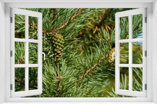 Fototapeta Naklejka Na Ścianę Okno 3D - Fluffy pine branch with long green needles with cones in summer. The concept of love for nature, protection of nature, care for the world around.