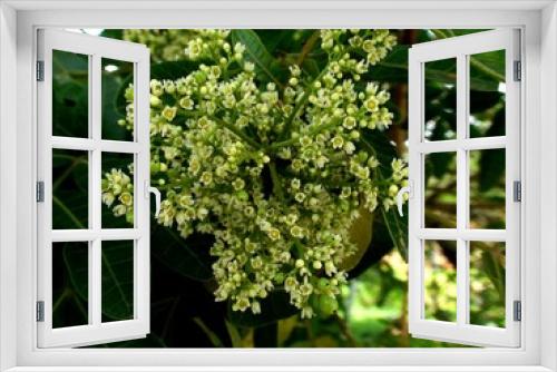 Fototapeta Naklejka Na Ścianę Okno 3D - planta aroeira vermelha - schinus terebinthifolia