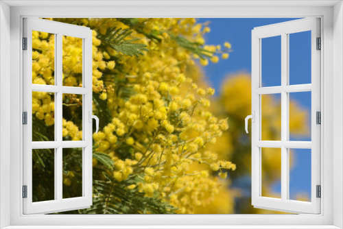 Fototapeta Naklejka Na Ścianę Okno 3D - view on flowers of mimosa