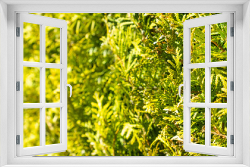 Fototapeta Naklejka Na Ścianę Okno 3D - Green tui texture. Macro view