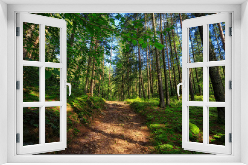 Fototapeta Naklejka Na Ścianę Okno 3D - Empty path in the coniferous forest