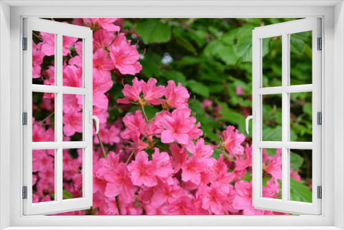 Fototapeta Naklejka Na Ścianę Okno 3D - Pink rhododendron 'Sir William Lawrence' in flower.
