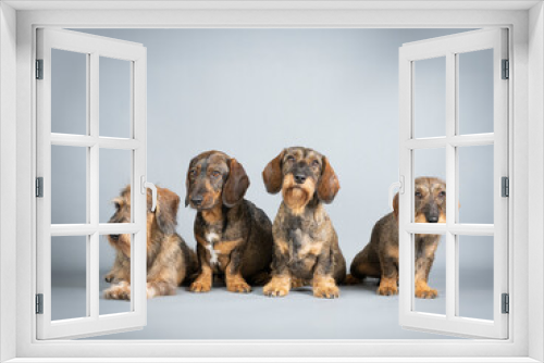 Fototapeta Naklejka Na Ścianę Okno 3D - 4 wirehaired dachshunds together in a studio