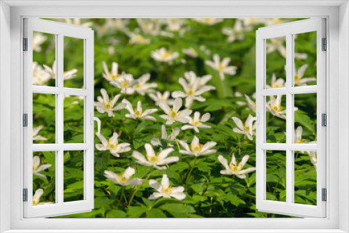 Fototapeta Naklejka Na Ścianę Okno 3D - white flowers in the forest