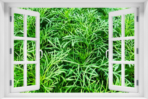 Fototapeta Naklejka Na Ścianę Okno 3D - Green grass wall texture for backdrop design and eco wall and die-cut for artwork