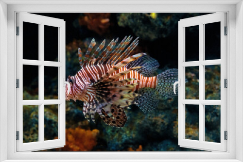 Fototapeta Naklejka Na Ścianę Okno 3D - Lion fish swim along coral reefs in the aquarium.
