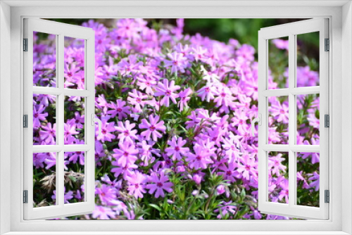 Fototapeta Naklejka Na Ścianę Okno 3D - Spring Theme Blooming Purple Flowers