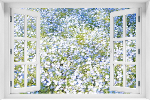 Fototapeta Naklejka Na Ścianę Okno 3D - ネモフィラの花