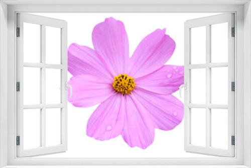 Fototapeta Naklejka Na Ścianę Okno 3D - Pink cosmos bipinnatus flower with water drop close up isolated on background , clipping path