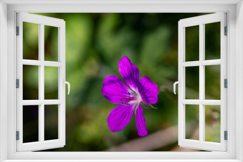 Fototapeta Naklejka Na Ścianę Okno 3D - Geranium palustre flower in meadow, macro
