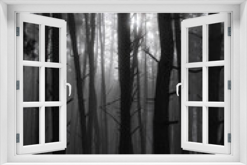Fototapeta Naklejka Na Ścianę Okno 3D - fog in the forest