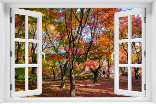 Fototapeta Naklejka Na Ścianę Okno 3D - 京都の東福寺で見た、色鮮やかな紅葉の木々と落ち紅葉