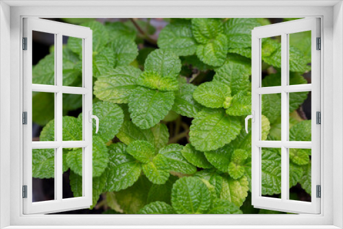 Fototapeta Naklejka Na Ścianę Okno 3D - Natural green backgrounds of fresh spearmint leaves in the herbal garden. An organic fresh herb.