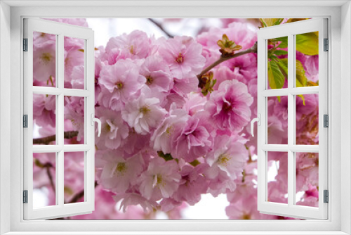 Fototapeta Naklejka Na Ścianę Okno 3D - Sakura in Matsumae Park, Hokkaido