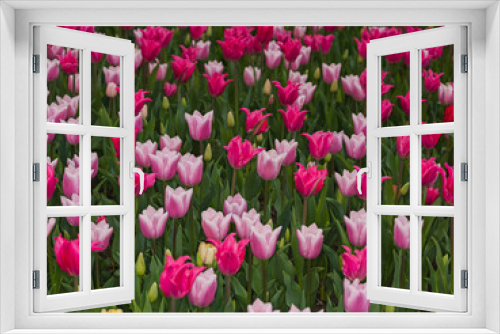 Fototapeta Naklejka Na Ścianę Okno 3D - Tulips (Tulipa sp., family: Liliaceae).