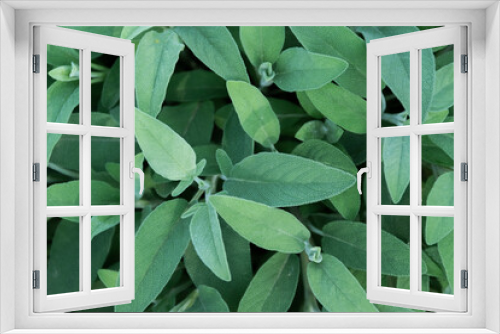 Fototapeta Naklejka Na Ścianę Okno 3D - Sage plant close up view, officinal herbs, gardening concept. Nature detail