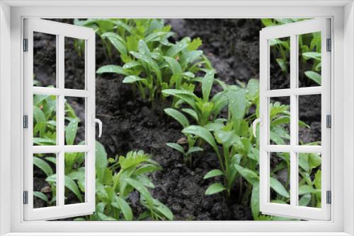 Fototapeta Naklejka Na Ścianę Okno 3D - young greenery in the garden. Rows of green spinach, chard, lettuce on a garden bed. high quality photo