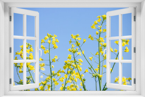 Fototapeta Naklejka Na Ścianę Okno 3D - 菜の花と青空