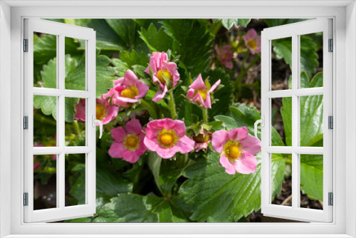 Fototapeta Naklejka Na Ścianę Okno 3D - Strawberry plant with pink flowers in the garden in springtime